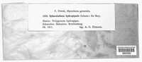 Sphacelotheca hydropiperis image